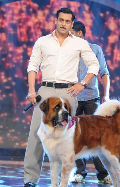 salman khan dog bread and stand up