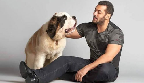 salman khan doing love dogs
